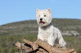 WESTIE 237